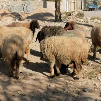 فروش 36گله میش داشتی ابستن و بره دار بختیاری|حیوانات مزرعه|کازرون, |دیوار