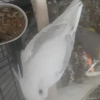 عروس نر کار داده درجه یک