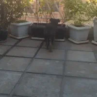 توله ژرمن ورک|سگ|تهران, استاد معین|دیوار