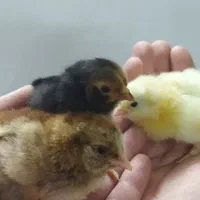 جوجه مرغ وتخم مرغ