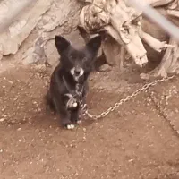 پاپی اشپیتز