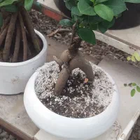 به یک فروشنده خانوم جهت کار در گل فروشی نیاز مندیم