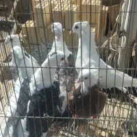 کبوتر|پرنده|اصفهان, بهارانچی|دیوار