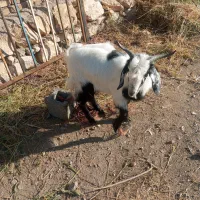 بر نر یکساله عراقی|حیوانات مزرعه|نوشین شهر, |دیوار