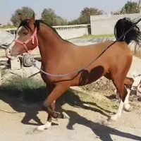 اسب و تجهیزات اسب سواری