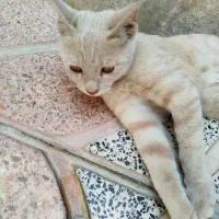 گربه|گربه|شیراز, شهرک قمشه|دیوار