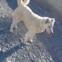 دوتا سگ|سگ|شیروان (خراسان), |دیوار