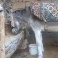 خر ، الاغ