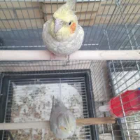 طوطی . پرنده . هلندی . مولد|پرنده|اصفهان, الهیه|دیوار