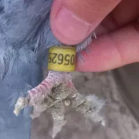 کبوتر دوبر|پرنده|اردبیل, |دیوار