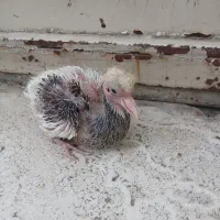 جوجه‌طوقی‌دستی‌الماسی