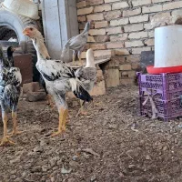 مرغ و خروس لاری|حیوانات مزرعه|رباطکریم, رباطکریم|دیوار