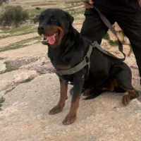 گمشده