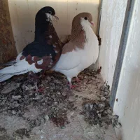 چپ ویال زرد شیرازی