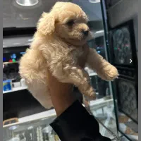 سگ پاکوتاه شیتزو|سگ|بجنورد, |دیوار