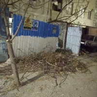 حرص کاری درخت