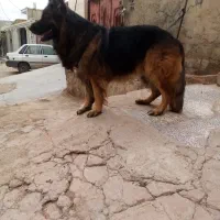 واگذاری|سگ|مسجد سلیمان, |دیوار