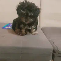 فروشی|سگ|قشم, |دیوار