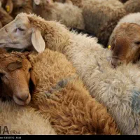 گوسفند خونی و گوسفند زنده برای نذری|حیوانات مزرعه|مشهد, نوید|دیوار