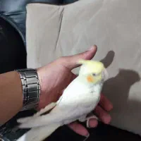 ۲تا عروس هلندی ۲ماه ونیم و ۱عروس هلندی ۴ماهه|پرنده|رباطکریم, رباطکریم|دیوار