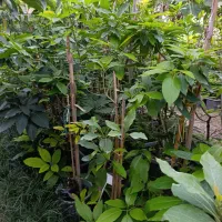 آواکادو پیوندی|گل و گیاه طبیعی|ساری, |دیوار