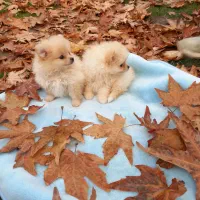 سگ خانگی|سگ|قزوین, |دیوار