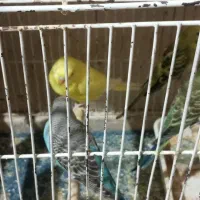 مرغ عشق زیبا در رنگهای مختلف|پرنده|مرودشت, فرهنگ|دیوار