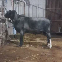 قوچ رومانوف|حیوانات مزرعه|مرزیکلا, |دیوار