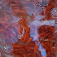 ماهی قرمز|عمدهفروشی|اردبیل, |دیوار