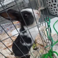 خرگوش|موش و خرگوش|چناران, |دیوار