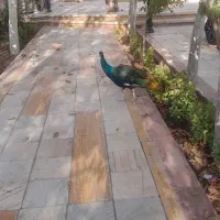 طاووس|پرنده|مشهد, وکیلآباد|دیوار