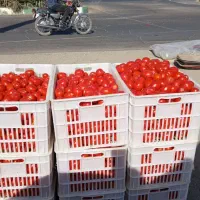 سبد 25کیلویی در حد نو