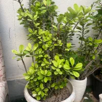 گل بامبو مرجان|گل و گیاه طبیعی|شیراز, درکی|دیوار