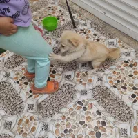 بندر ماهشهر شهرک شهید چمران|سگ|چمران, |دیوار