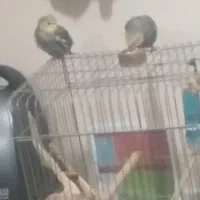 دو تا عروس هلندی اسلامشهر شهرک انبیا سپیدا دوم