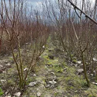 فروش نهال هلو وشلیل و مرکبات