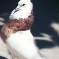 طوقی هفت رنگ