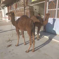 جونگ شتر زهک