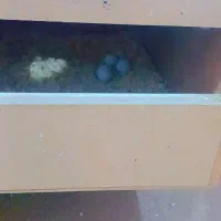 عروس|پرنده|جلین, |دیوار