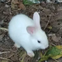 بچه خرگوش زبل