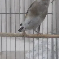 سهره دوگ داغسر سینه طایی بخون