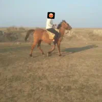 دوعدد اسب عالی جهت برکت|اسب و تجهیزات اسب‌سواری|پارس‌آباد, |دیوار