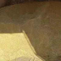 جو جلگه مناسب بذر داخل گونی