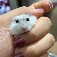 همستر مینیاتوری کمپل|موش و خرگوش|تهران, جنت‌آباد شمالی|دیوار