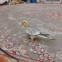 عروس هلندی