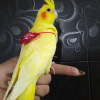 جوجه لوتینو کاملا زعفرونی|پرنده|شیراز, دروازه قران|دیوار