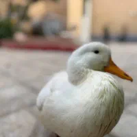اردک نر ۵ ماهه