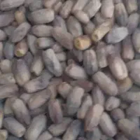 شندشکن وزاهدی