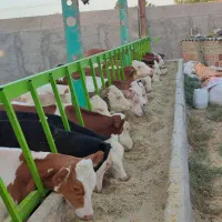 گوساله اصیل پرواری