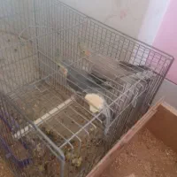 پرنده عروس هلندی